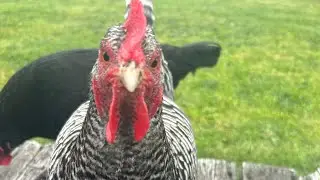 Shae takes care of Marissa&rsquo;s chickens! #petsitting #chickens #petchickens @SlimShaedy7250