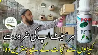 کیڑوں سے نجات کے لیے بہترین دوا|ہر سیٹ اپ کی ضرورت|Zunair Birds|Power P-100 need of every setup