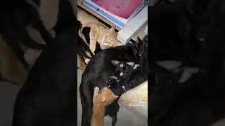 Kittys for days 😩 some help  #kittysoftiktok #wilgus #warehousewilgus #elpaso #strays