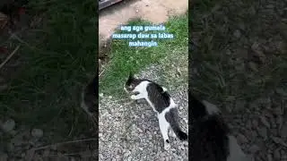 umuwi na ang mga gala para kumain sarap buhay#catslife #cutecat