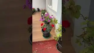 Where flowers bloom, happiness grows #ooty #nilgiris #live #vlog #mountains #hills #travel 