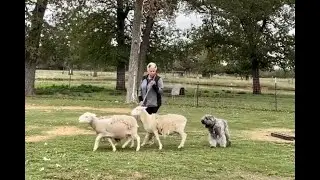 Bouvier Lulu Herding Sheep #herdingdog #bouvierdesflandres #bouvier #akcperformance #activedog