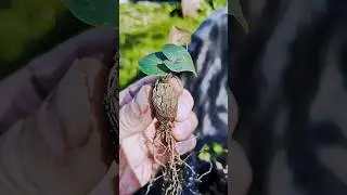 Dioscorea elephantipes 🌱 #fromseed #gardeninglife #houseplants#plantcommunity #greenhouse #garden
