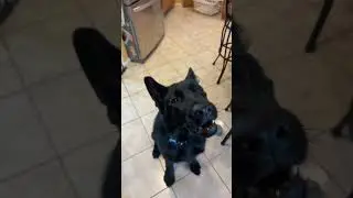 He a puppy #funny #viral #preppy #germanshepherd #puppy #scars #dog #trend #old #bringitback #pets