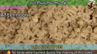 BSF Eggs Day-3 Afternoon Update | Larvae Clear గా కనిపిస్తున్నాయి! | BSF Farming Telugu