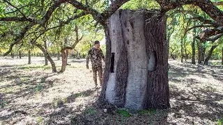 Deer Hunting from a GIANT TREE STUMP!
