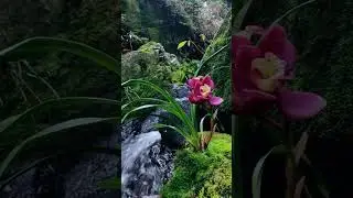 Orchid Oasis: A Peaceful Floral Sanctuary #flowers #orchid #tulip #beautiful #nature #plants