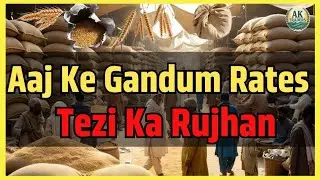 Punjab Gandum Rates Aaj | Market Mein Tezi! Latest Wheat Prices Report 2025