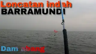 Luar biasa 2X dapat tarikan predator dam abang