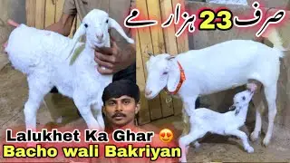 Lalukhet ka Ghar Me Karachi Ki Sasti Bakra Mandi 😍 Heavy Dumba & Nachi Bakra | Goat Farming 