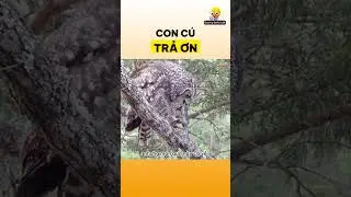 Sự trả ơn h&agrave;i hước của con C&uacute;