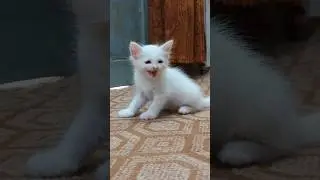 Kitten Calling For Mom 😺 #catsounds #meow #kucing #kucinglucu