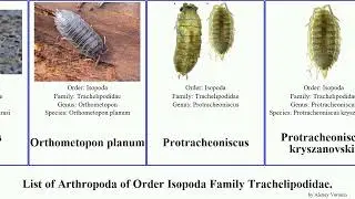 List of Arthropoda of Order Isopoda Family Trachelipodidae. protracheoniscus planum Hemilepistus