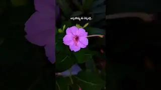 flowers #shorts #shortsfeed #trending #viral #flowers #nature  #garden #audio #ippatikippudu #song