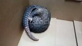 Pangolin Pioneers: Tales from the Wild