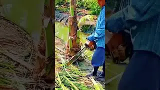 felling coconut trees using a chainsaw #shorts