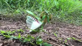 Kung Fu Mantis with incredible moves