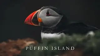 PUFFIN ISLAND | a short documentary