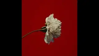 (free) saluki x скриптонит type beat - duty