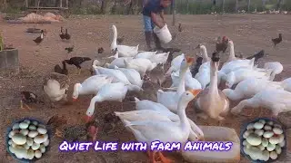 From Goose Manure to Fresh Vegetables I APeaceful Farm Life 🦢🥬