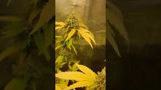 Critical Orange Punch Mini Plants In 1 Liter Pots