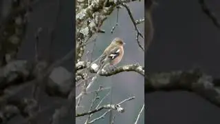 The Vibrant Beauty of a Male Chaffinch #chaffinch #shorts
