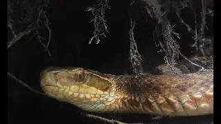 Змеи Приморского края: уссурийский щитомордник   Ussuri pitviper  (Gloydius ussuriensis)