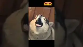 Auuuuuuu