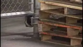 Badger Finds Its Way Into Downtown Post Office