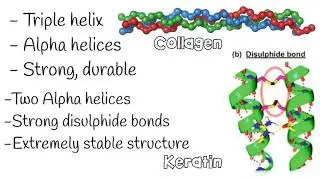 Protein / polypeptides (KS5/A-level) - The Bio Coach