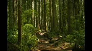 Detach/Observe, Problem Solving/Calm Under Pressure, Strategic Adaptability, Life Domination