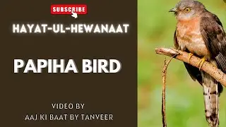 Papiha Bird | Hayatul-Hewanaat | Session-26 | Motivational speech