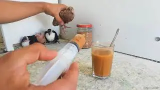 EN KOLAY YAVRU GÜVERCİN BESLEME YÖNTEMİ (ANNE BABASI BAKMAYAN YAVRU GÜVERCİNLERİ BESLEME TEKNİĞİ)