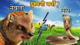 साँप और नेवले की लङाई 😱 | Freedom Factz | #shorts