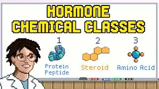Chemical Classes of Hormones Made Easy - Learn The Endocrine System