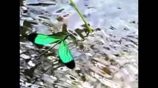 Behaviour of Dragonflies: Metalwings wonders