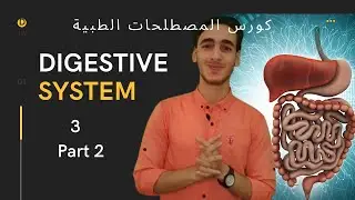 كورس المصطلحات الطبية تشريح الجهاز الهضمي - حلقة 3 الجزء 2 .Digestive system Terminology & anatomy.