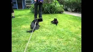 Kitty Cate Meets Our Panther