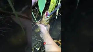 Tehnik & Cara mancing belut di malam hari #belut #shorts
