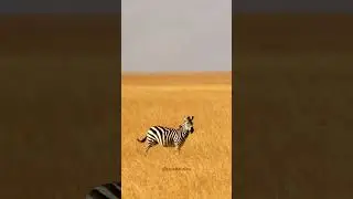 Zebra Running in African Savanna #zebra #africa #running #savannah #field #nature #wildlife HA49734