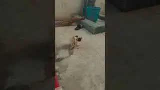 Angry Cute Pug #doglover #viralvideo #funny #puglife #dogshorts #ridewithekaras #animallover #short