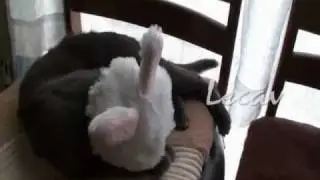 Gato coloca urso de coelho na cabe&ccedil;a  Kibeloco