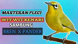 Masteran pleci wit wit kenari sambung bren ciblek panjang || white-eye bird sound
