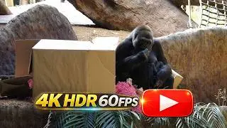 🦍 Gorilla Baby Received Her Name at the Toronto Zoo 🐻🌳🦧 2018 (4K)