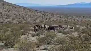 Los burros de #Beatty #nevada 