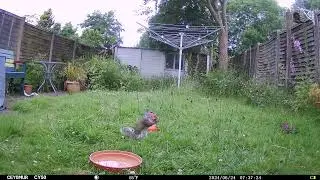 How about some Squirrel content?!