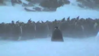Aptenodytes Forsteri, the Emperor Penguin