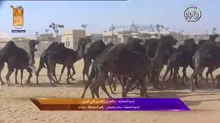 مهرجان جادة الإبل في تبوك عروض فئة جمل 30 مجاهيم