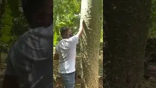 Mayan Folklore lesson about the Ceiba Tree at Xkopek Bee Park in Valladolid, Yucatan Mexico #shorts