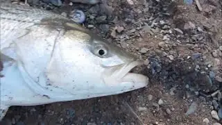 Striped Bass Fishing Bay of Fundy Nova Scotia